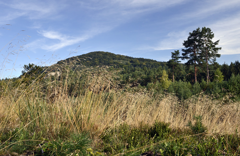 Through a grass - larger format