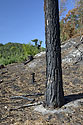 Burnt place - main link