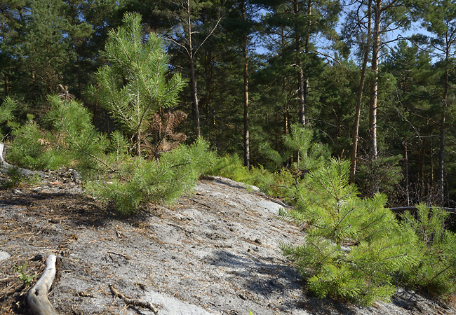 Pines - smaller format