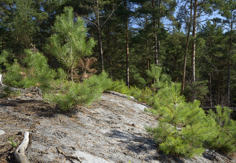 Pines - larger format