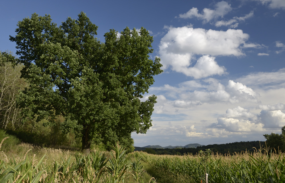 Oak near "Device" - larger format