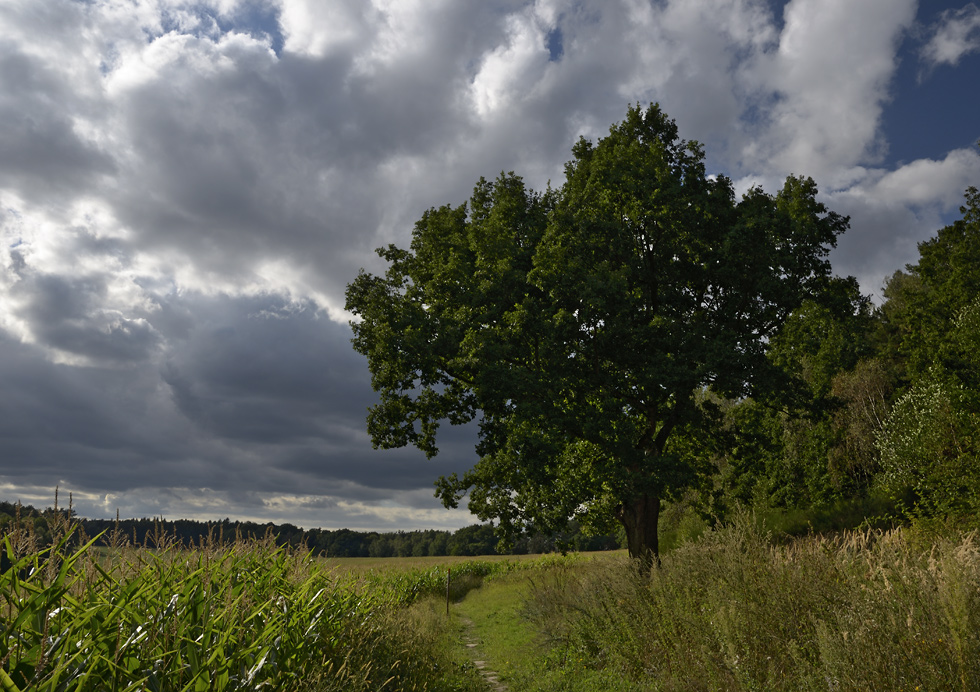 Oak near "Device" - larger format