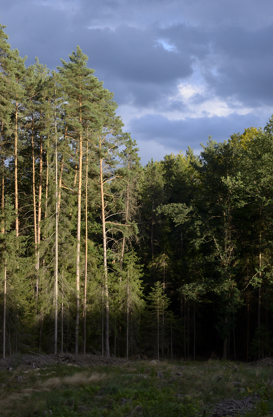 Evening light - larger format