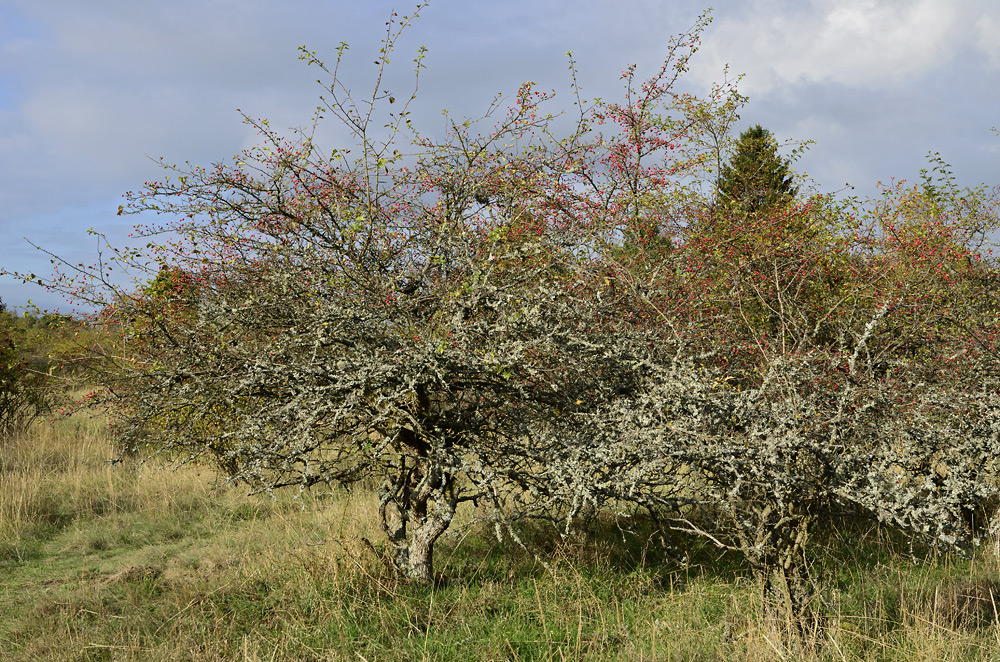 Na vrcholov ploin Vladae - vt formt