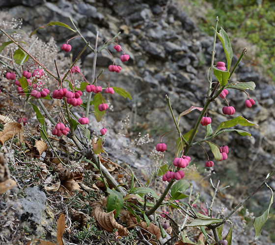 Spindleberry - smaller format