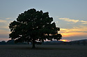 Oak at "Ton" - main link