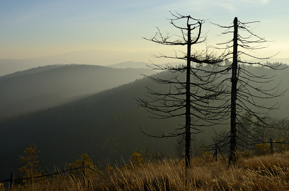 Morning light - larger format