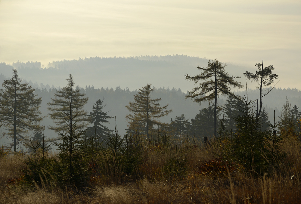 Morning light - larger format