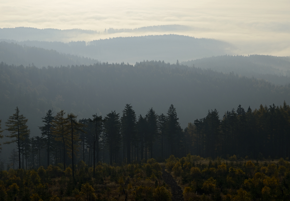 Morning light - larger format