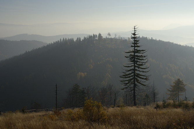 Morning light - smaller format