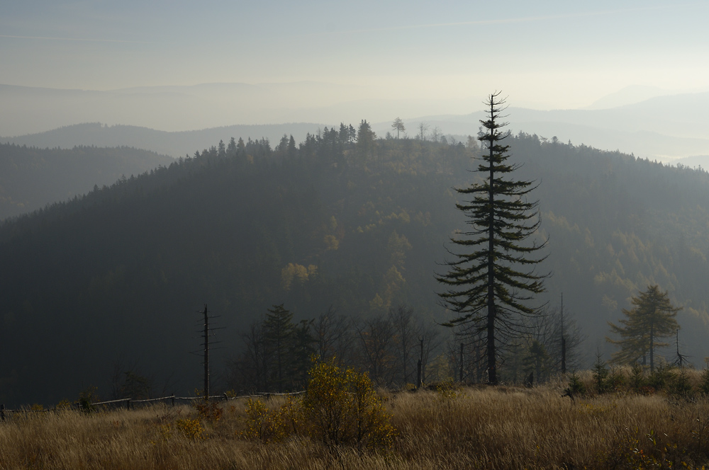 Morning light - larger format