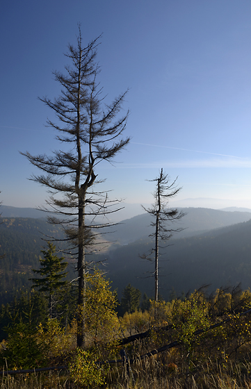 Larches - smaller format