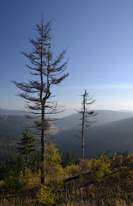 Larches - larger format