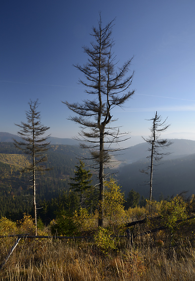 Larches - smaller format