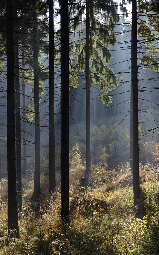 Forest mist - larger format