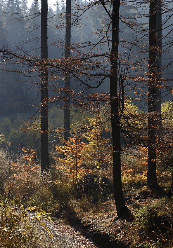 Forest mist - larger format