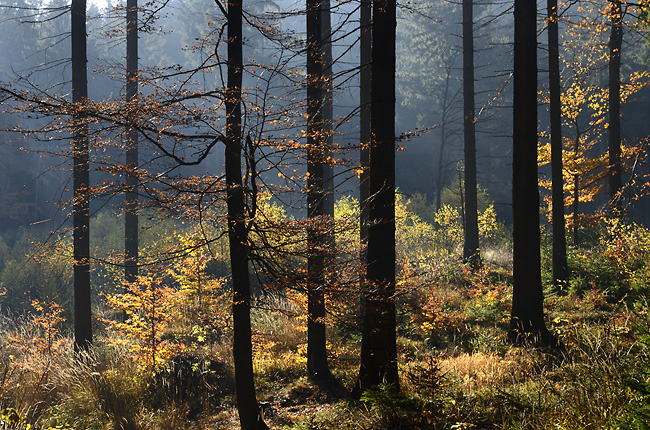 Forest mist - smaller format
