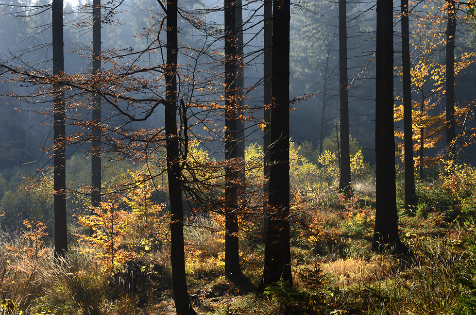 Forest mist - larger format