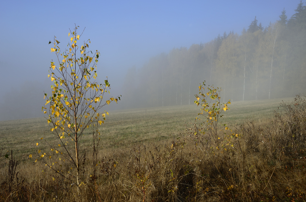 In fog - larger format