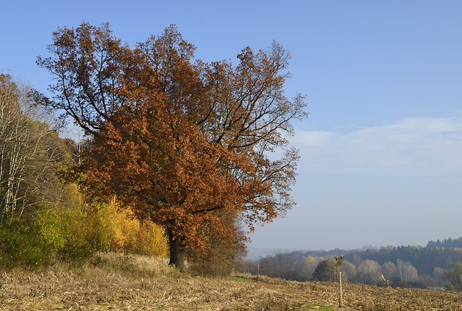 Memorable oak - smaller format