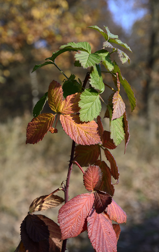 Blackberry - larger format