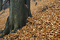 Leaves - main link