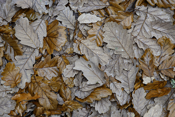 Leaves - smaller format