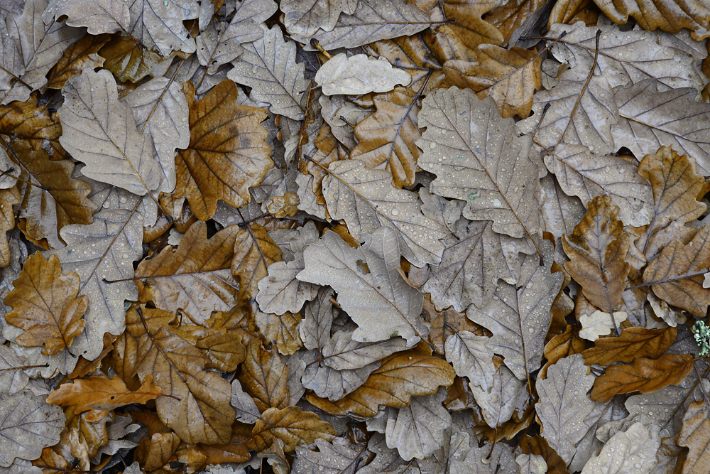 Leaves - larger format