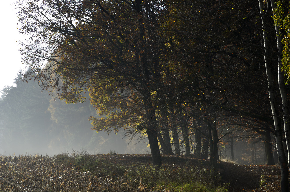 On the "Old Goose Path" - larger format