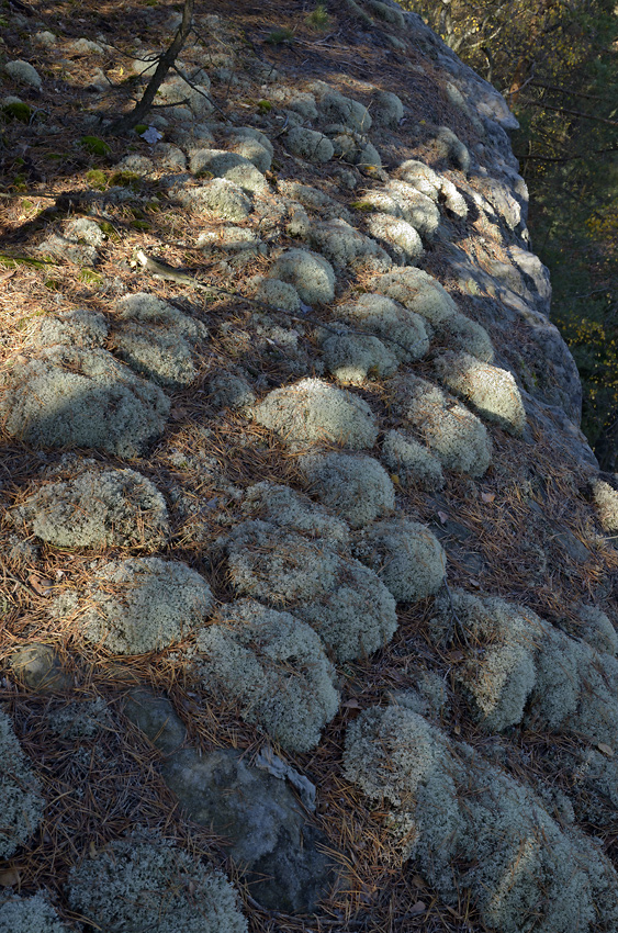 Cushions - larger format