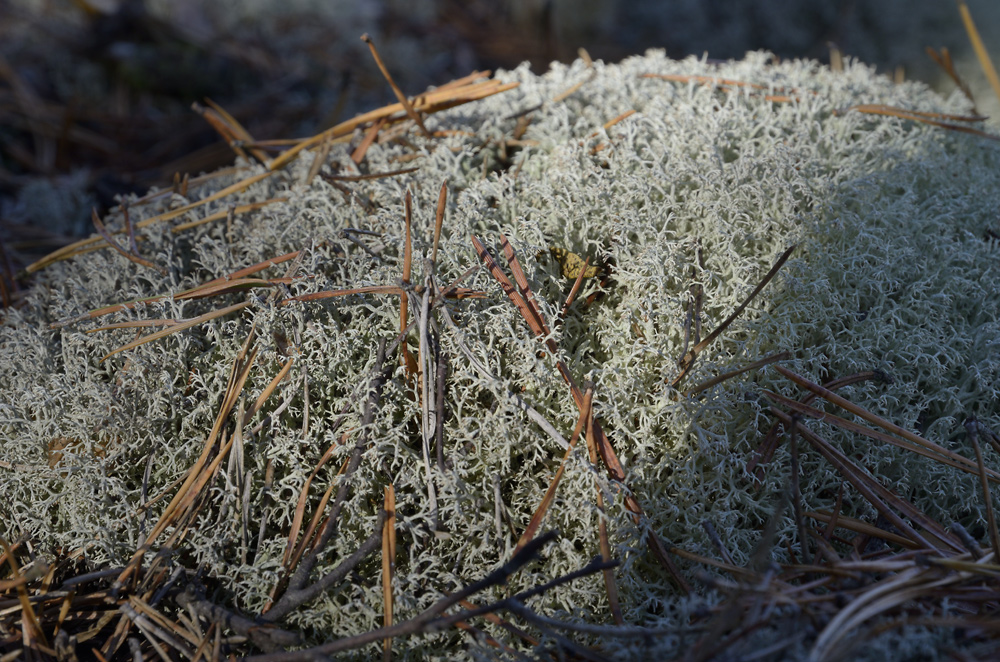 Lichen - larger format