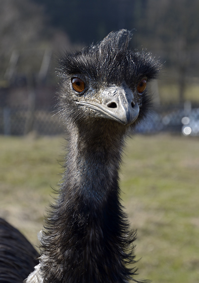 Emu - men formt