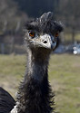 Emu - hlavn odkaz