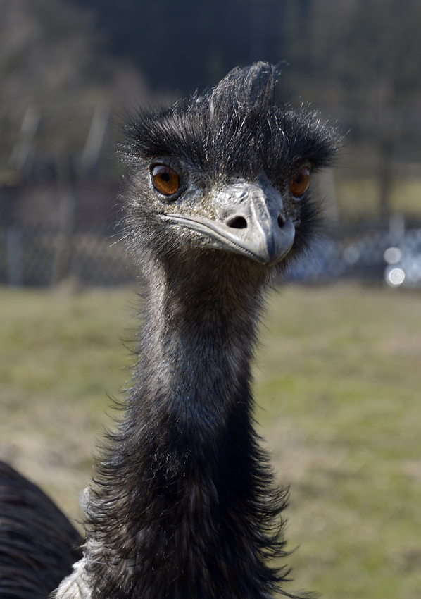 Emu - vt formt