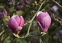 Magnolie - hlavn odkaz