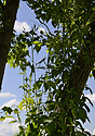 Epifytes - main link
