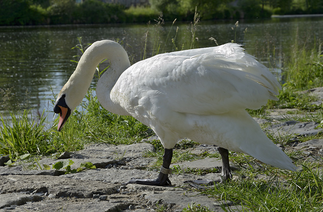 Swan - smaller format