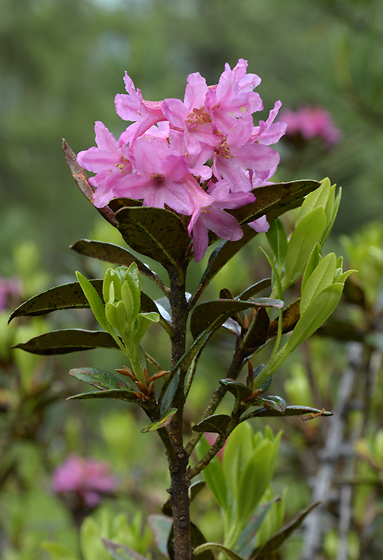 Rhododendron - men formt