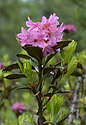 Rhododendron - hlavn odkaz