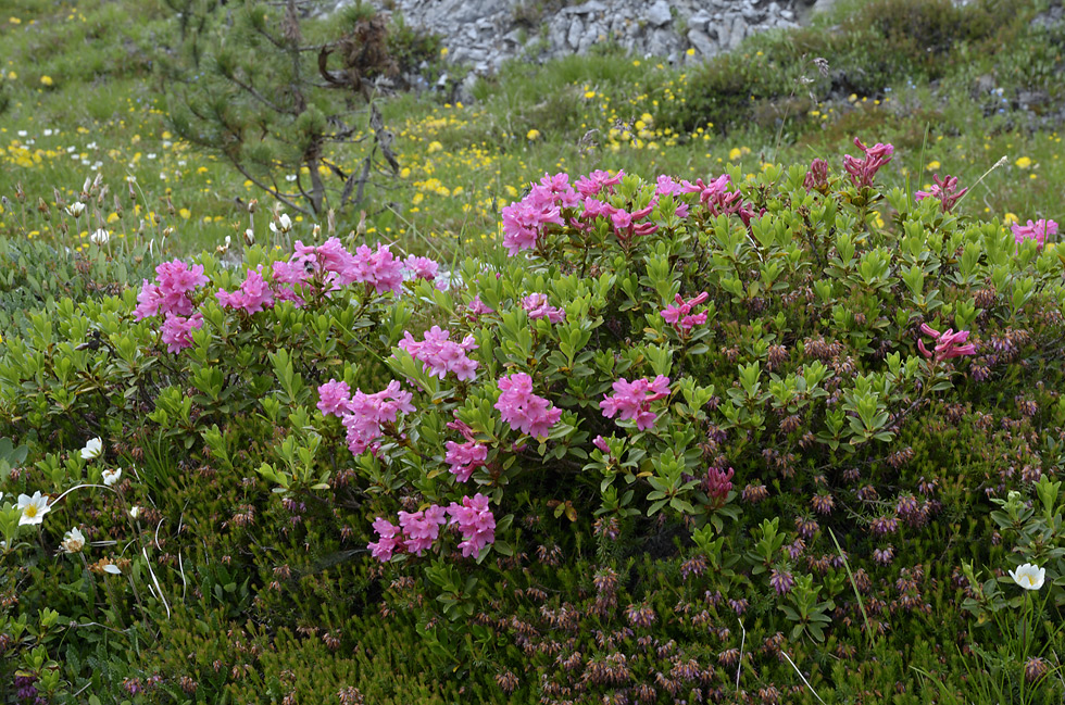 Rhododendrony - větší formát