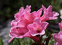 Rhododendrony - hlavn odkaz
