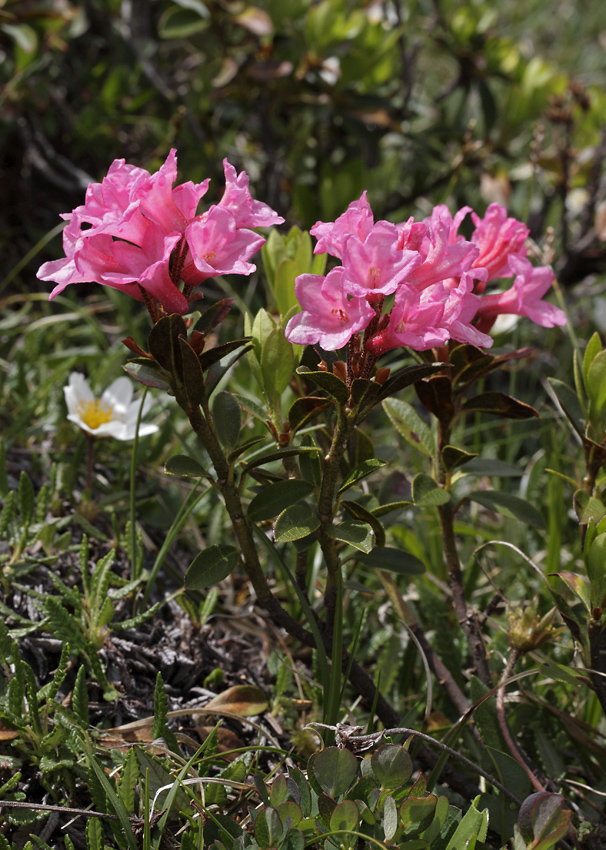 Rhododendrony - vt formt