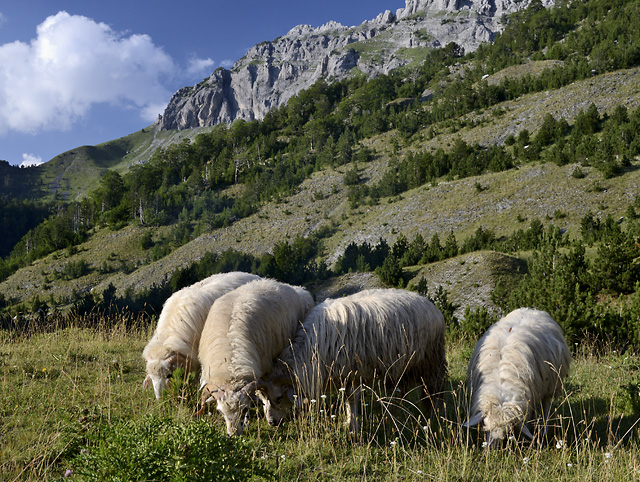 Pastorale - men formt