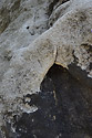 Fulgurite on the "Watchman" pillar - main link