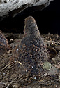 Koenov stalagmit - hlavn odkaz