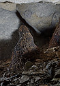 Koenov stalagmit - hlavn odkaz