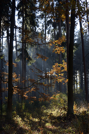 Autumn in forest - smaller format