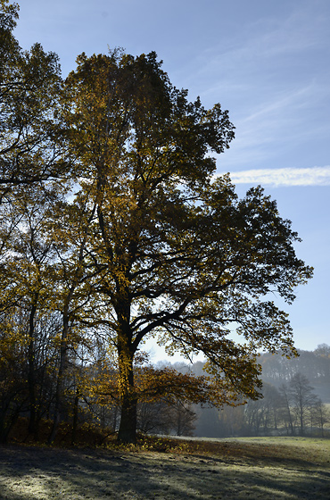 Autumn morning - smaller format
