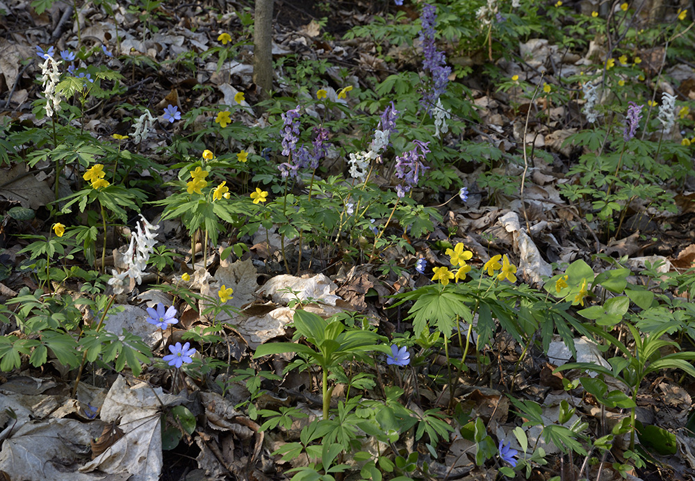 Spring flowers - larger format