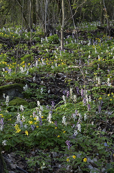 Spring flowers - smaller format